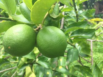 citrons verts martinique