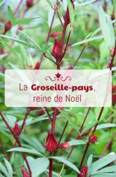 groseille-pays