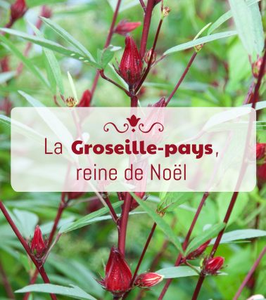 La GROSEILLE-PAYS, star de nos fêtes de fin d’année