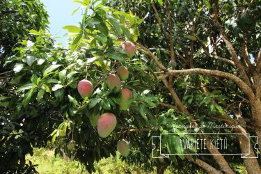 Mangues mangos Martinique