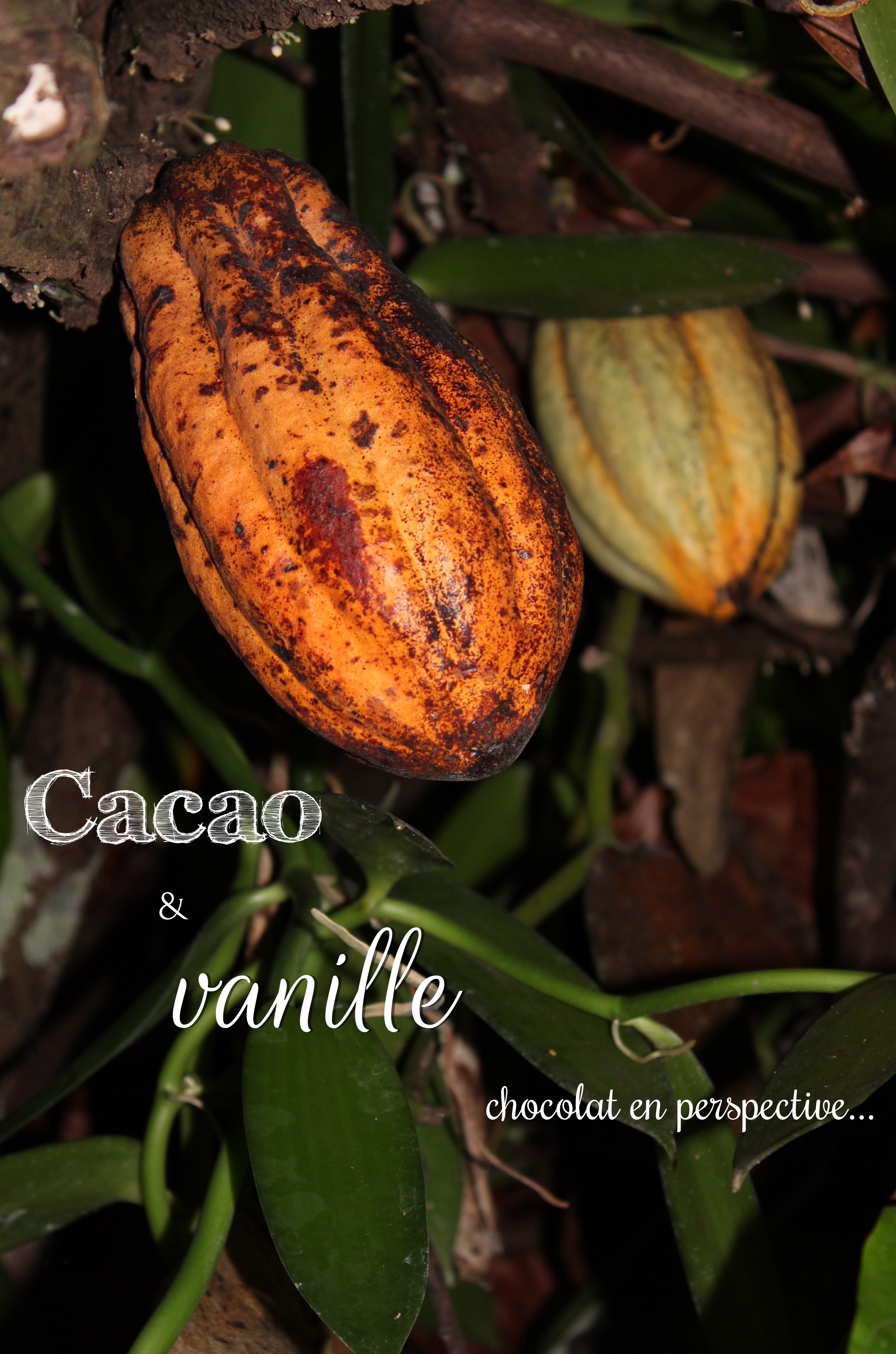 cacao et vanille de Martinique