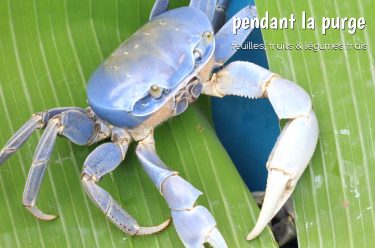 crabe de terre antillais purge pour Pâques