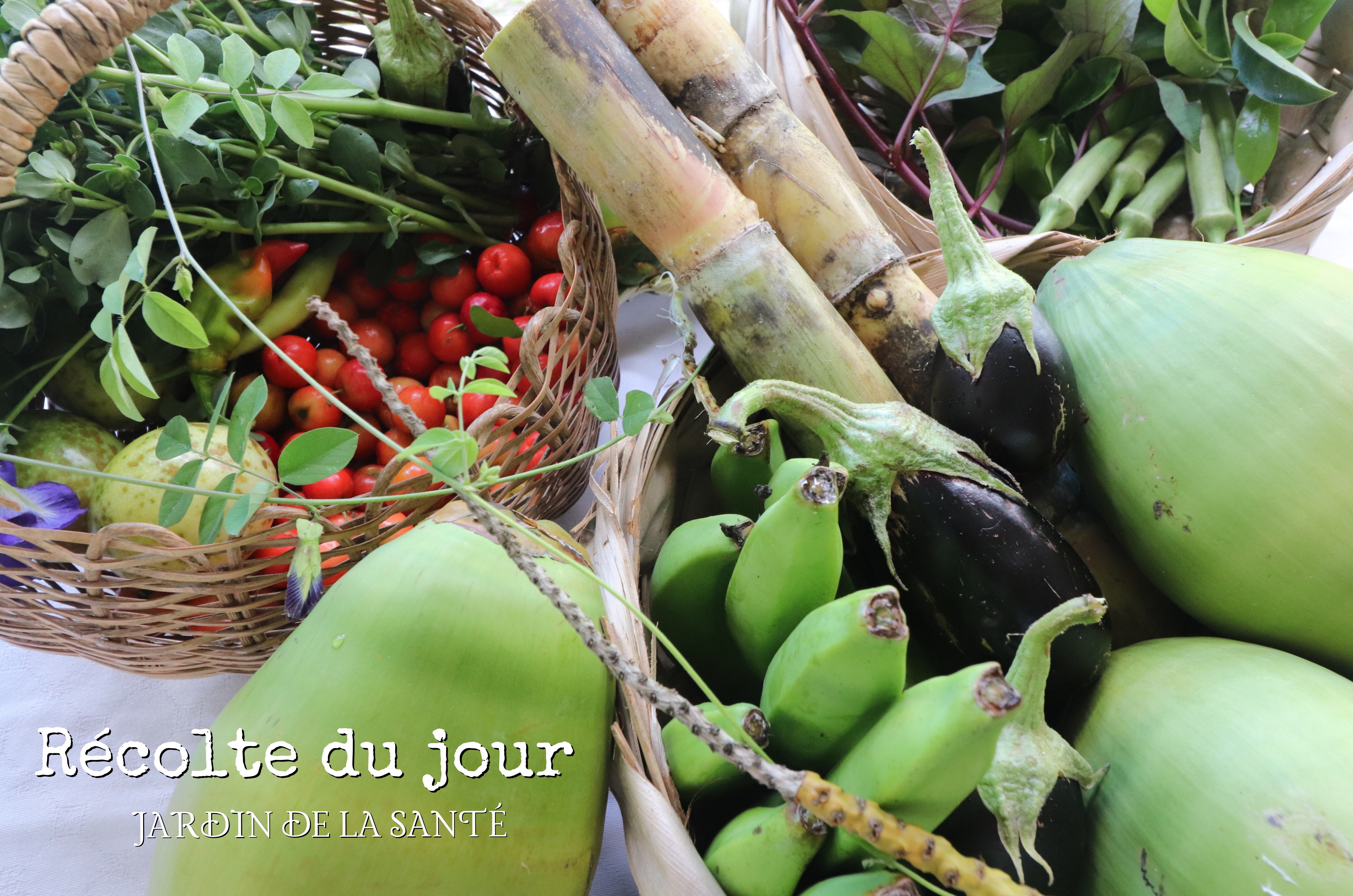 Restaurant Martinique Le Jardin de la Santé