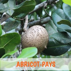 abricot-pays Martinique